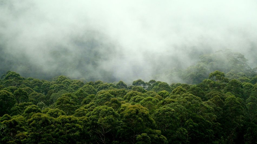kodaikanal-honeymoon package