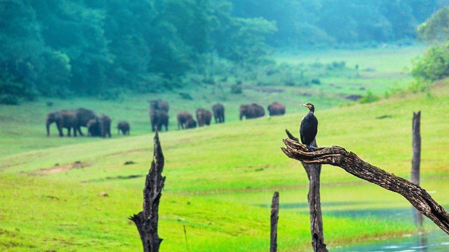 thekkady