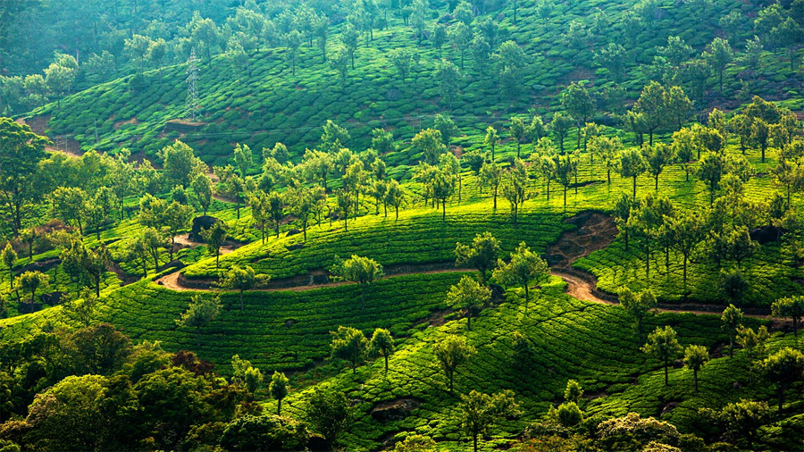munnar