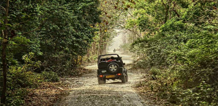 side-night-safari